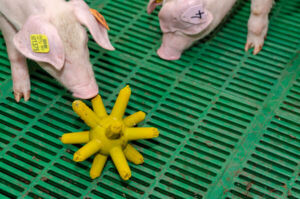 Enrichissement Porcelets